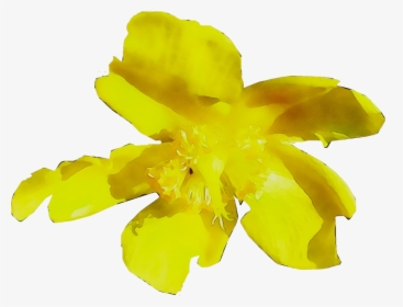Yellow Flowering Plant Plants - Senna, HD Png Download, Transparent PNG