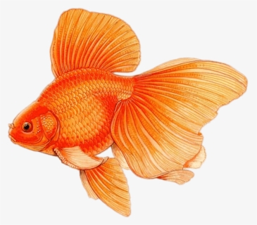 Goldfish With Large Fins Drawing - Pez Dibujo A Color, HD Png Download, Transparent PNG