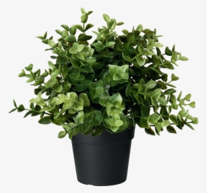 Flower,flowering - Ikea Artificial Plant, HD Png Download, Transparent PNG