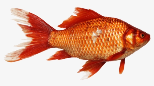 Goldfish, Carp, Fish, Transparent Background, Orange - Fish Png, Png Download, Transparent PNG