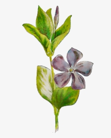 Plants Flowering Leaf Plant Stem Free Hd Image Clipart - Periwinkle, HD Png Download, Transparent PNG