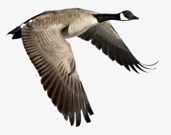 Canadian Goose Flying Gif, HD Png Download, Transparent PNG