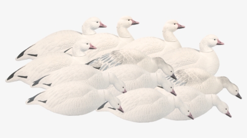 Snow Goose, HD Png Download, Transparent PNG