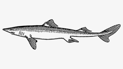 Transparent Fish Scales Png - Cat Shark Vs Dogfish, Png Download, Transparent PNG