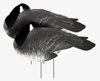 White Rock Canada Goose Flocked Head Sleeper Silhouette - Duck, HD Png Download, Transparent PNG