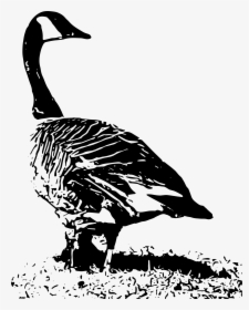 Transparent Flock Of Geese Clipart - Black And White Canada Goose Nest, HD Png Download, Transparent PNG