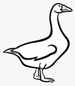 Canada Goose Mute Swan Bird Vertebrate - Goose Black And White Clipart, HD Png Download, Transparent PNG