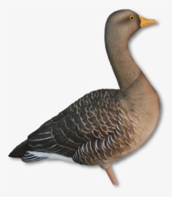 Image Of The Avian-x Greylag - Avian X Greylag, HD Png Download, Transparent PNG