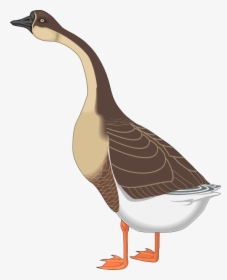 Transparent Geese Flying Png - Goose Clipart Png, Png Download, Transparent PNG