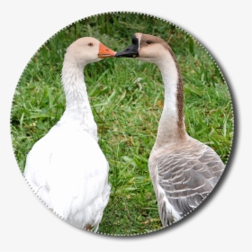 Geese, Png, Animals, Poultry, Isolated, Nature, Bird - Gambaran Hewan Unggas, Transparent Png, Transparent PNG