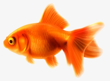 Pet Clipart Fish Feeder - Goldfish Clipart, HD Png Download, Transparent PNG