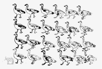 Bird Walk Cycle Animation, HD Png Download, Transparent PNG