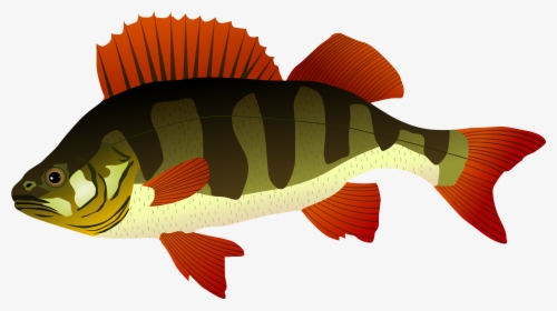 Bass Fish Clipart At Getdrawings - Окунь Рисунок, HD Png Download, Transparent PNG