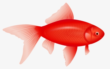 Feeder-fish - Clipart Transparent Background Fish, HD Png Download, Transparent PNG