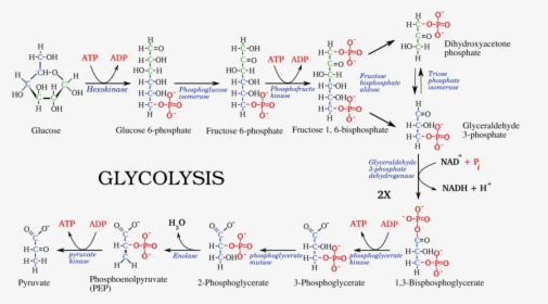 File - - Glycolysis Pathway, HD Png Download, Transparent PNG