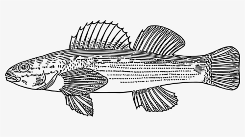 Fish Scales Swim Free Picture - Darter Fish Drawing, HD Png Download, Transparent PNG