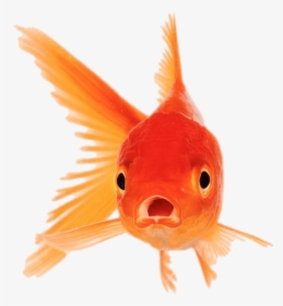 Goldfish Front View - Goldfish With Mouth Open, HD Png Download, Transparent PNG