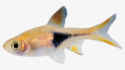 Cyprinidae - Swimming Fish Gif Transparent, HD Png Download, Transparent PNG