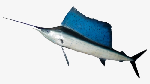 Ocean Fish Png Hd - Fish With Large Dorsal Fins, Transparent Png, Transparent PNG