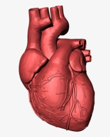 Heart Disease Transparent Background, HD Png Download, Transparent PNG