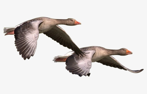 Wild Goose, Goose, Wild, Geese, Bird, Nature, Wildlife - Wild Goose Png, Transparent Png, Transparent PNG