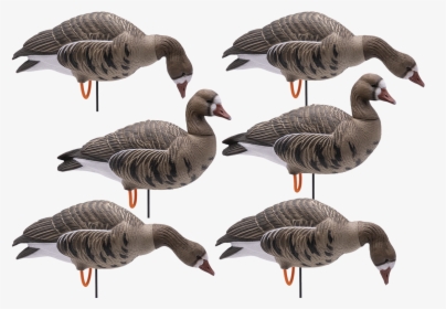 Full Body Hd Specklebelly Goose Decoys   Class - Goose, HD Png Download, Transparent PNG