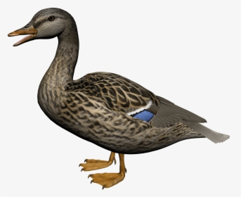 Female Mallard Duck Png, Transparent Png, Transparent PNG