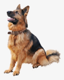 Training Shock Dog Cat Collar Cartoon Clipart - German Shepherd Dog Png, Transparent Png, Transparent PNG