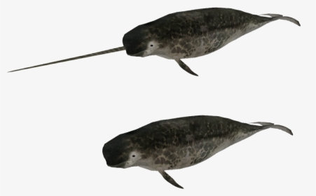 Humpback Whale - Zoo Tycoon 2 Narwhal, HD Png Download, Transparent PNG