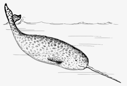 Narwhal - Narwhals Black And White, HD Png Download, Transparent PNG