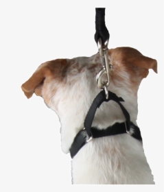 Martingale Collar - Companion Dog, HD Png Download, Transparent PNG