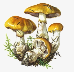 Champignons Png Tubes Pinterest - Botanical Drawing Of Fungi, Transparent Png, Transparent PNG