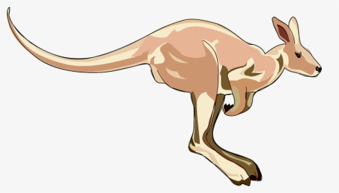Kangaroo Clip Art, HD Png Download, Transparent PNG