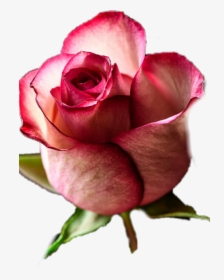 Ladne Tapety Na Telefon Róża - Rose Bud, HD Png Download, Transparent PNG