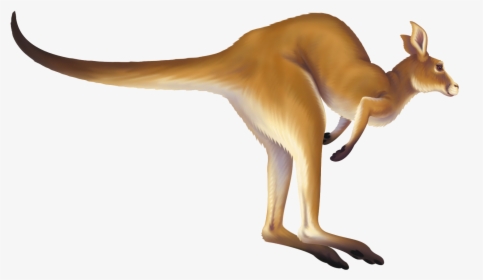Download Kangaroo Png - Animation Kangaroo Clipart Gif, Transparent Png, Transparent PNG