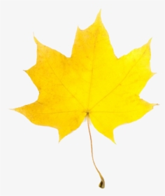 Fall Leaves Leaves Pumpkin Leaf Clip Art Free Clipart - Fall Leaves Clip Art, HD Png Download, Transparent PNG