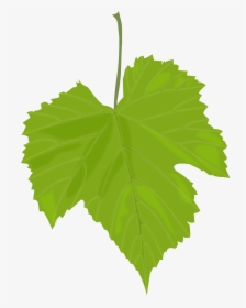 Green Leaves Png Images Free Download Pictures - Grape Leaves Clip Art, Transparent Png, Transparent PNG