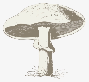 Mushroom Poisonous Toxic Free Picture - Transparent Mushroom Line Art, HD Png Download, Transparent PNG