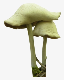 Mushroom Festival Fungus Psilocybin Mushroom - Fungi Plant Png, Transparent Png, Transparent PNG