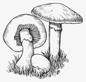 Line Art,monochrome Photography,tree - Mushroom Black And White, HD Png Download, Transparent PNG