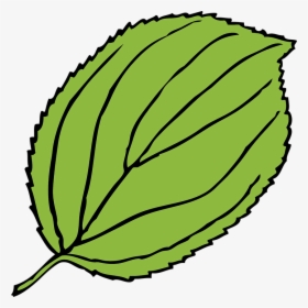 Green Pumpkin Leaf Clipart - Leaf Clip Art, HD Png Download, Transparent PNG
