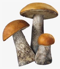 Fungi Png - Mushrooms Png, Transparent Png, Transparent PNG