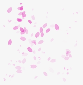 Petal Drawing Cherry Blossom - Transparent Cherry Blossom Petals Falling, HD Png Download, Transparent PNG
