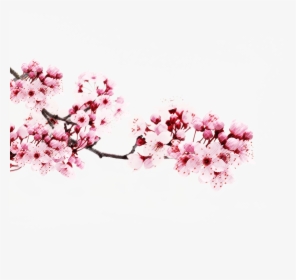 Cherry Blossom Png - Japanese Flower Sakura Png, Transparent Png, Transparent PNG