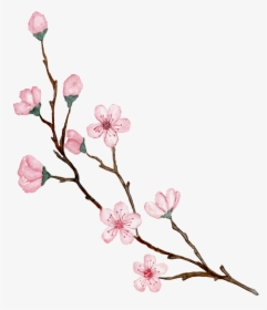 Transparent Sakura Branch Png - Cherry Blossom Png, Png Download, Transparent PNG
