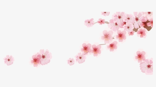 Transparent Cherry Blossom Png - Cherry Blossom Png, Png Download, Transparent PNG