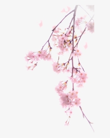 Cherry Blossom Png Spring - Cherry Blossom Tree Png, Transparent Png, Transparent PNG
