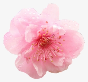Transparent Cherry Blossom Png - Flower Cherry Blossom Png, Png Download, Transparent PNG