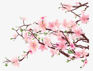 Cherry Blossom Pic - Cherry Blossoms No Background, HD Png Download, Transparent PNG