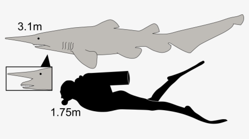 Goblin Shark Compared To Human, HD Png Download, Transparent PNG